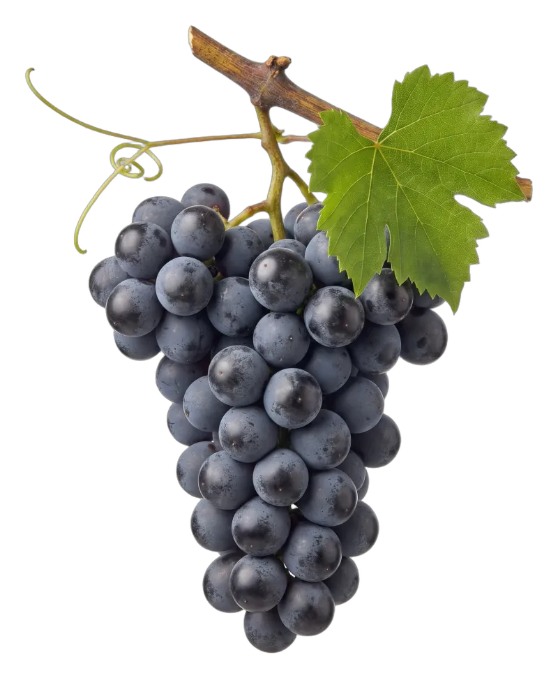 A heavy bunch of dark purple grapes on a woody stem with a vine leaf